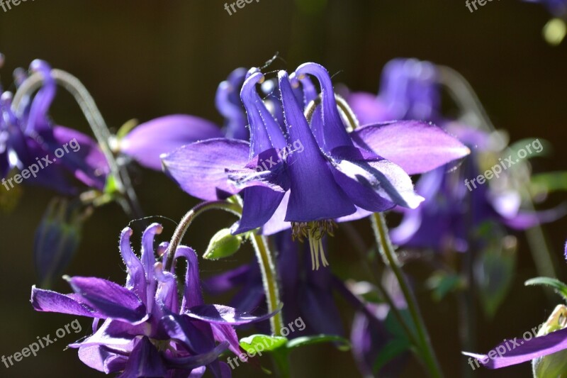 Columbine Aquilegia Flower Purple Violet