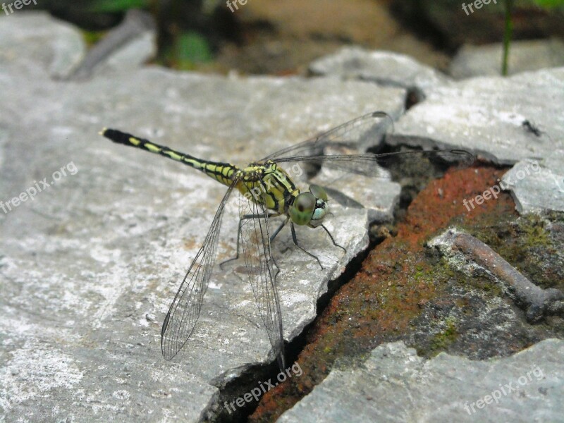 Dragonfly Green Hiitam Floor Cement