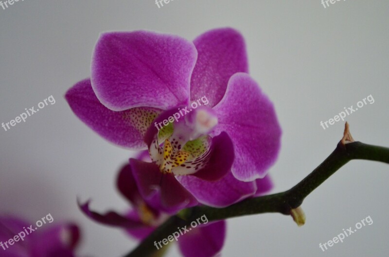 Orchid Houseplant Flower Free Photos