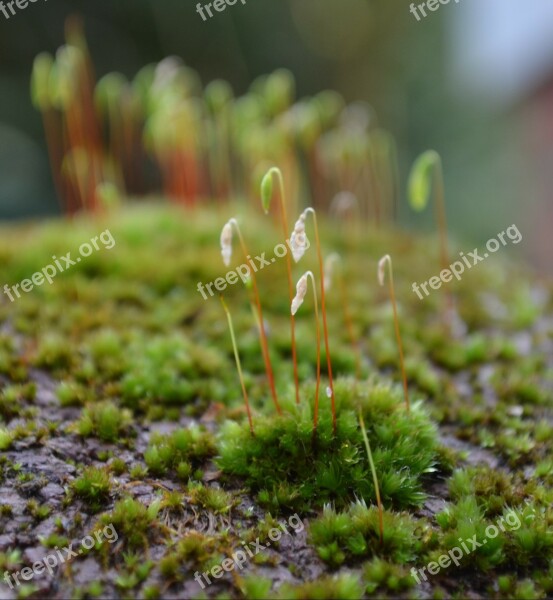 Moss Lichen Green Forest Free Photos