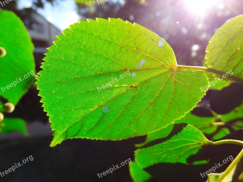 Green Leaf Leaf Sunlight Jagged Free Photos