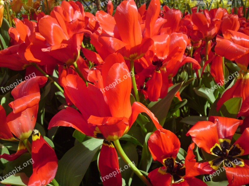 Tulips Plant Red Flowers Bloom