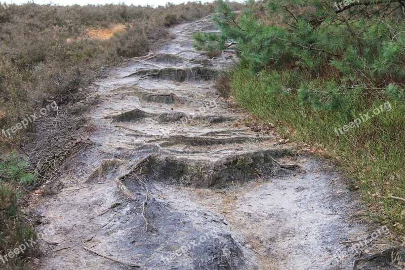 Forest Path Nature Tree Roots Trail Free Photos