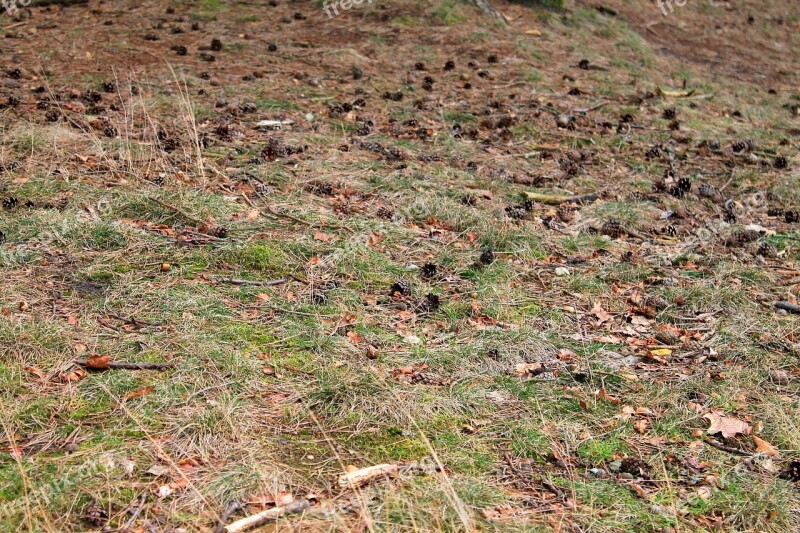 Forest Floor Pine Cones Autumn Colours Nature Free Photos