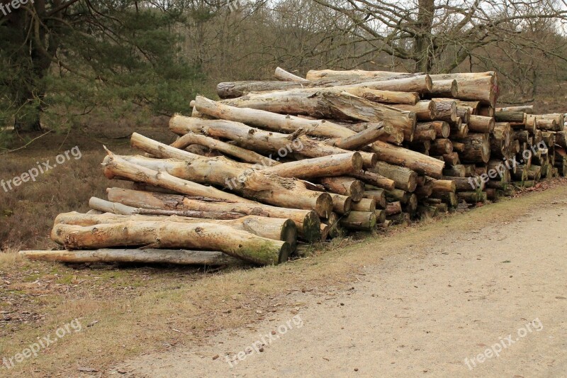 Cut The Logs Stacked Forestry Work Sawed Off Tree Trunks