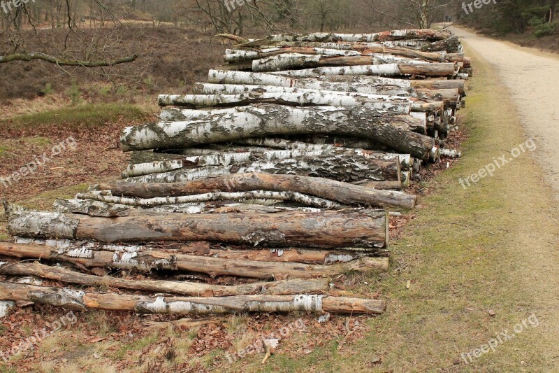 Cut The Logs Stacked Birch Forestry Work Sawed Off