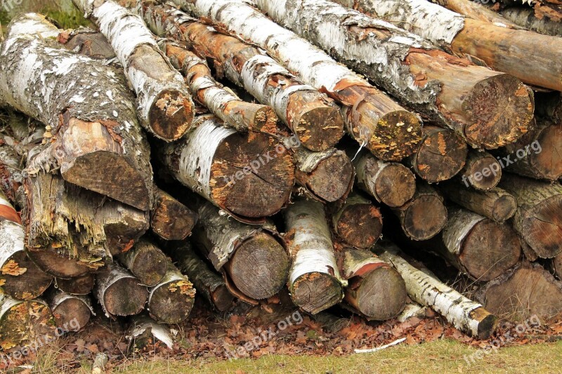 Cut The Logs Stacked Birch Forestry Work Free Photos