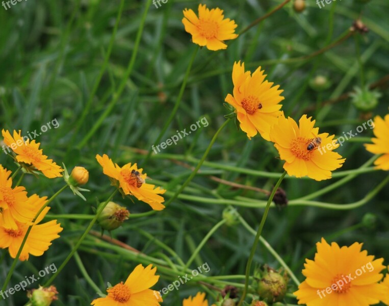 Flowers Daisies Yellow Bees Insects