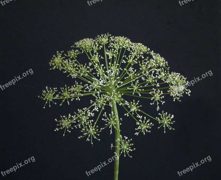 Flower Umbellifer Faded White Nature