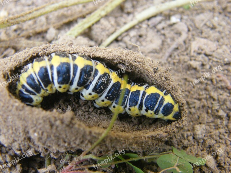 Spring Caterpillar Nature Free Photos