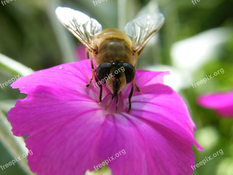 Bee Spring Pollination Free Photos