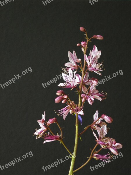 Dictamnus Flower Pink Nature Plant