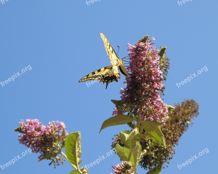 Butterfly Sky Flower Flight Forage