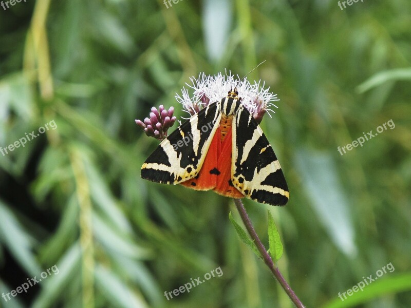 Butterfly Red Black Forage Dark