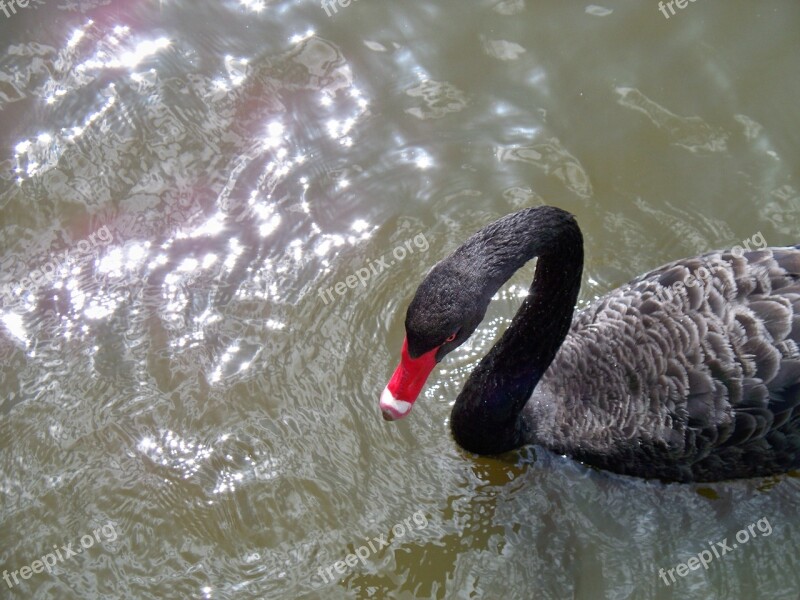 Swan Black Australian Black Swan Beak Swimming