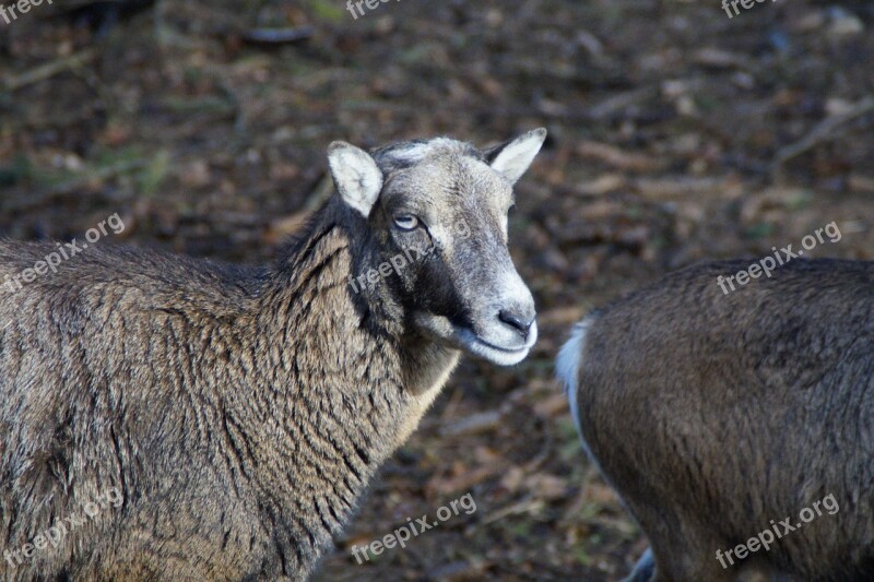 Sheep Livestock Animal Head Wool