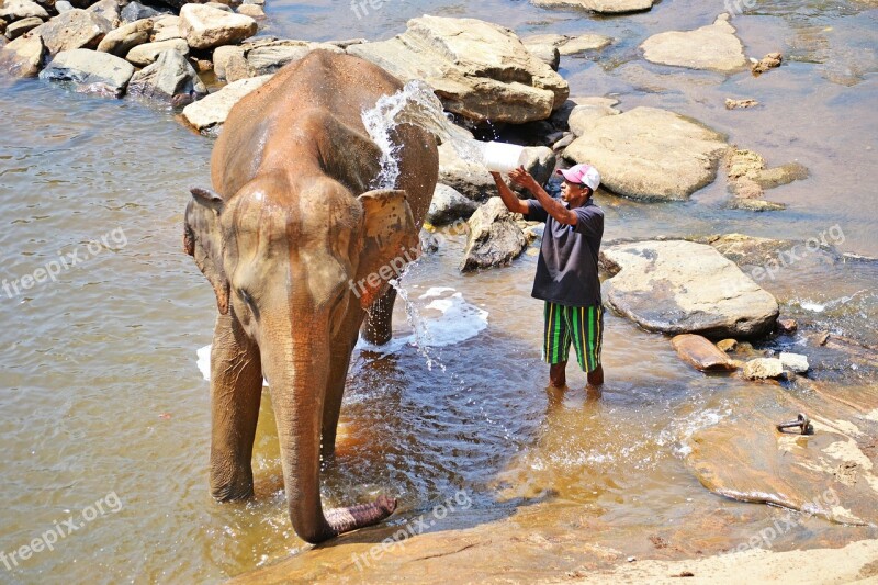 Elephant Bath Maha Oya River Sri Lanka Pinnawala