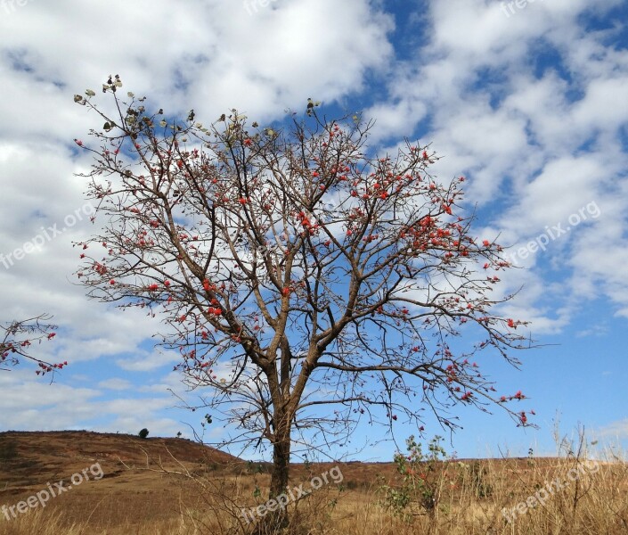 Erythrina Indica Coral Tree Scarlet Flower Sunshine Tree