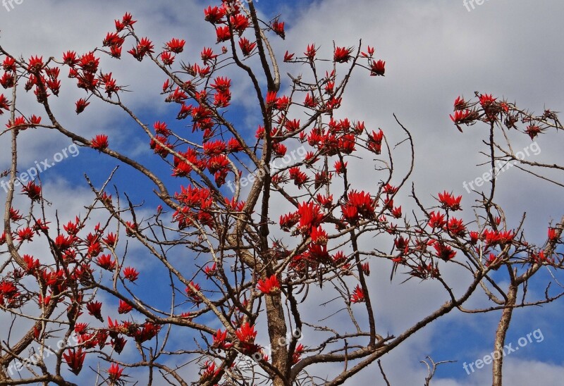 Erythrina Indica Coral Tree Scarlet Flower Sunshine Tree