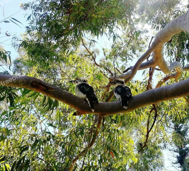 Kookaburras Australian Birds Australian Native Bird Wildlife