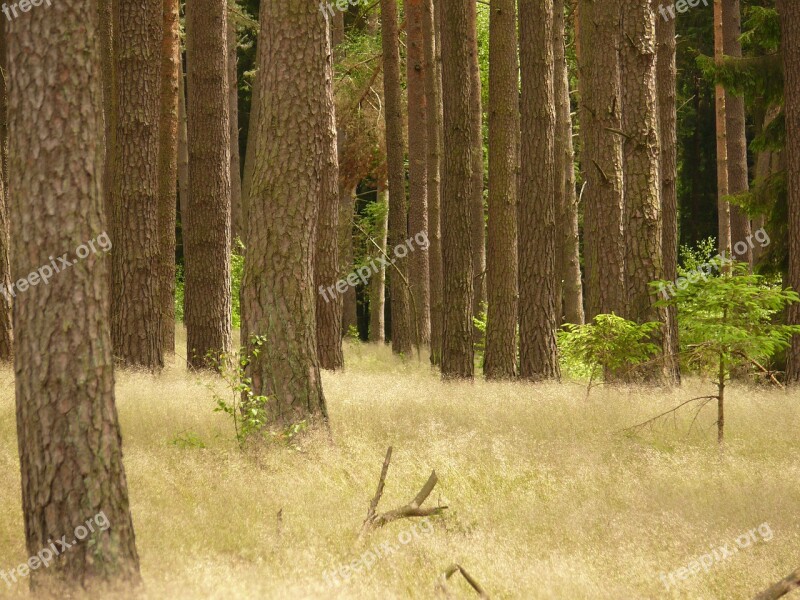 Forest Trees Nature Tree Natural