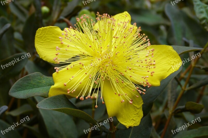 St John's Wort Flower Macro Yellow Garden