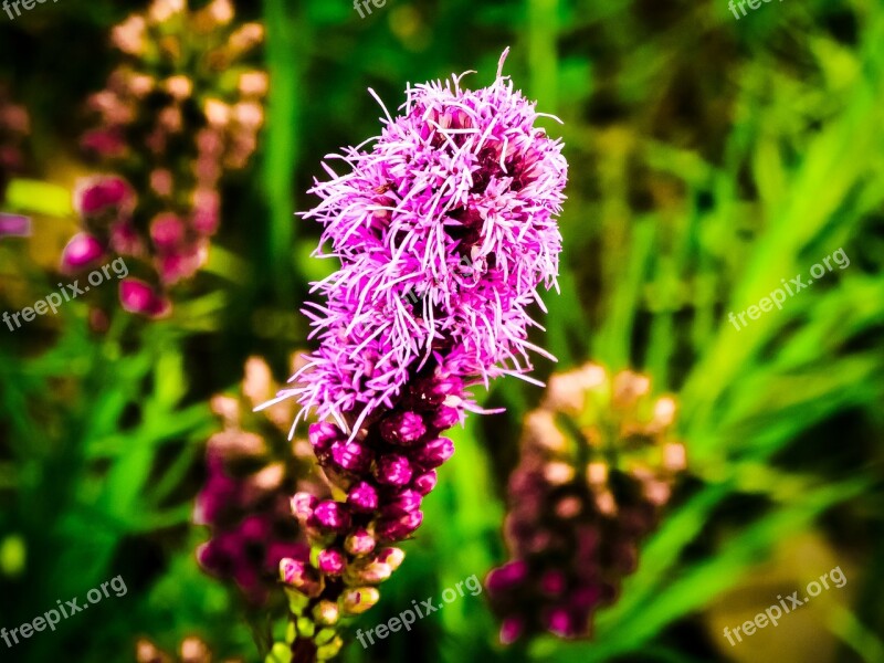 Gayfeather Liatris North American Flower Bloom From Top Down Purple