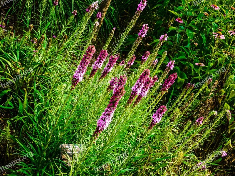 Liatris North American Flower Bloom From Top Down Purple Line Flower