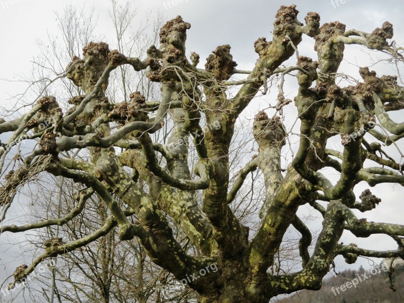 Sycamore Tree Branches Truncate Kahl