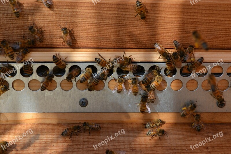 Bee Buckfast Honey Pollen Hive