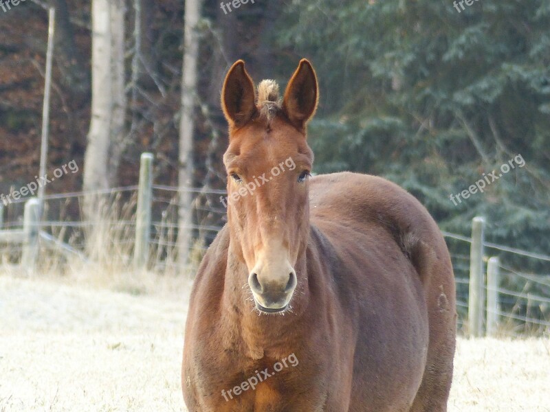 Quarter Horse Animal Mammal Farm Animal Early Winter