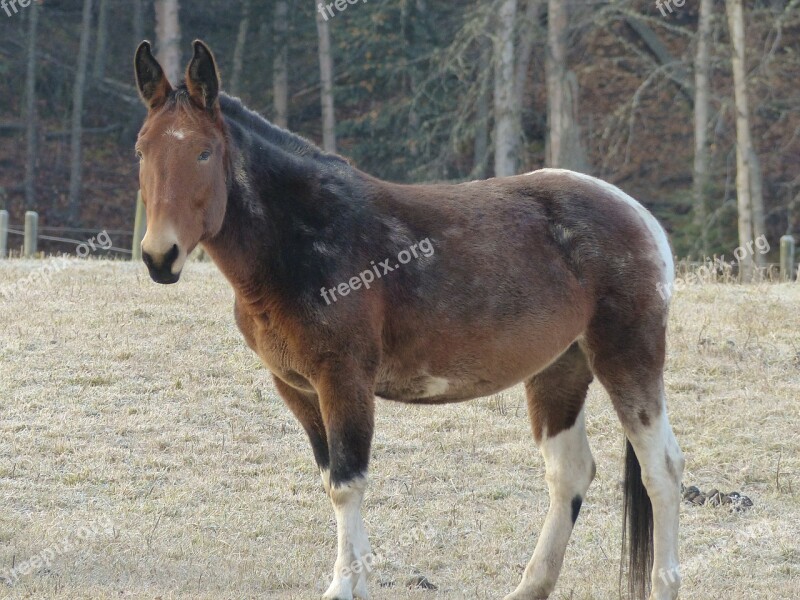 Quarter Horse Animal Mammal Farm Animal Early Winter