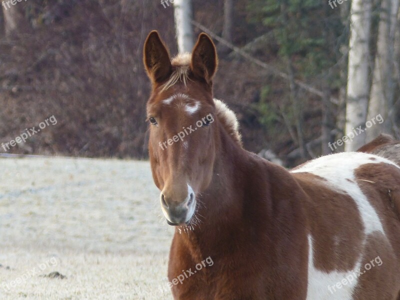 Quarter Horse Painted Horse Animal Mammal Farm Animal