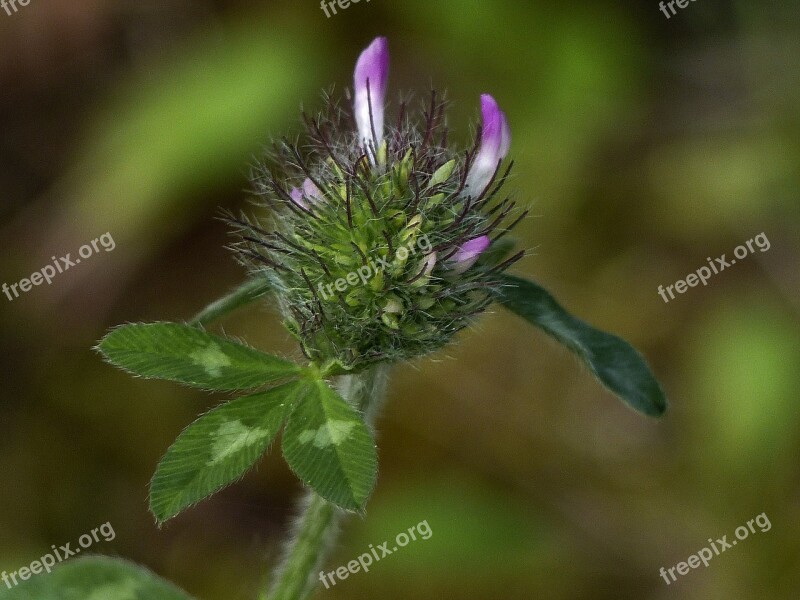 Clover Leaves Meadow Plant Wild Plant