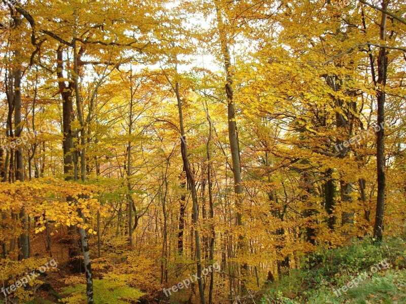 Fall Tree Leaves Free Photos