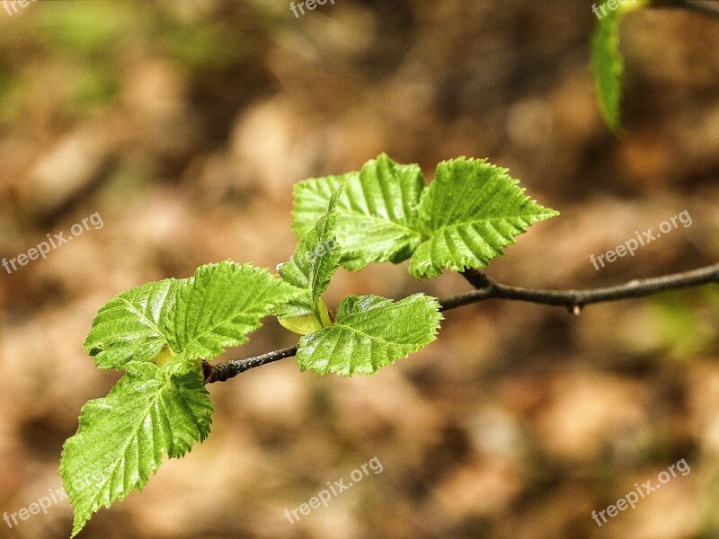 Leaves Branch Tree Birch Close-up