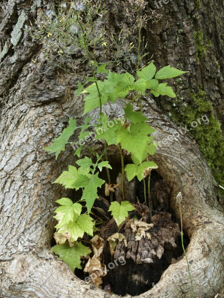 Tree Root Stump Bark Growing Plant