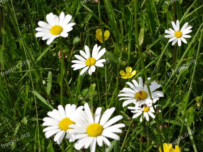 Daisies Flower Meadow Spring Free Photos