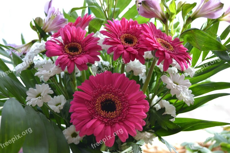 Flower Flowers Daisy Posy Pink