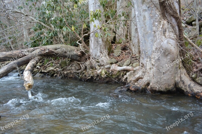 River Tree Root Outside Landscape