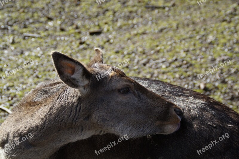 Roe Deer Ricke Animal Mammal Forest