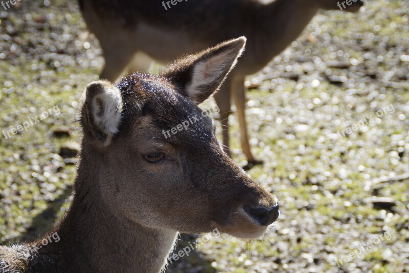 Roe Deer Ricke Animal Mammal Forest