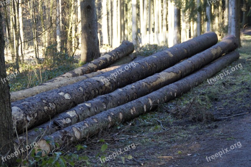 Forest Like Tree Trunks Ent Branches Wood