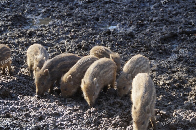 Little Pig Litter Wild Boars Piglet Young Animals