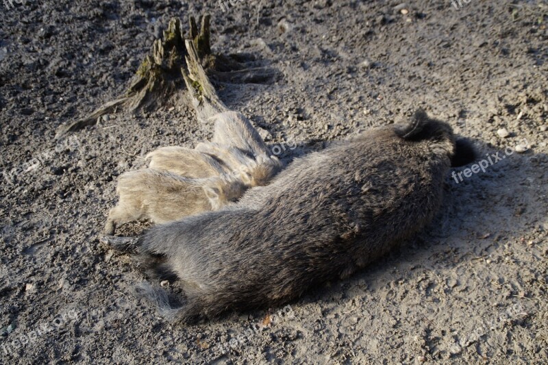 Suckle Mammals Wild Boars Little Pig Drink