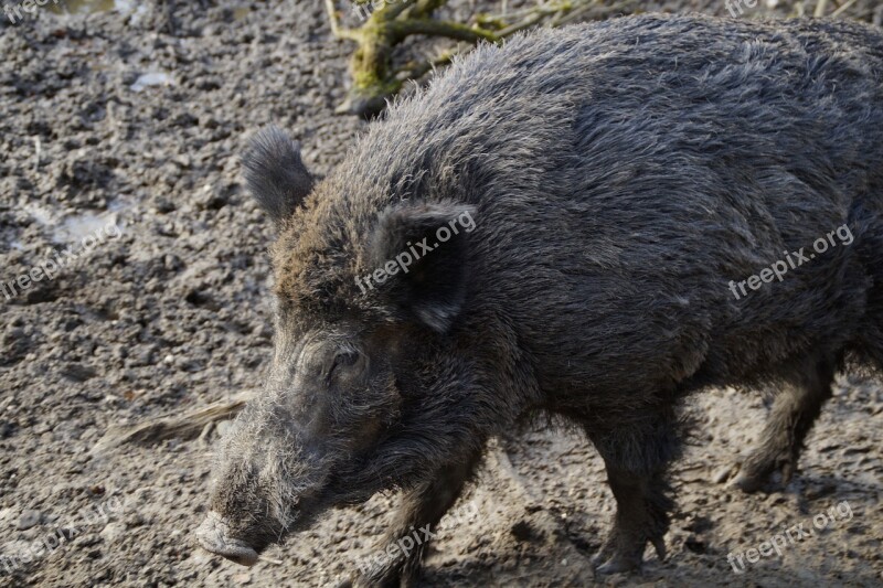 Wild Boar Boar Portrait Disguised Mud