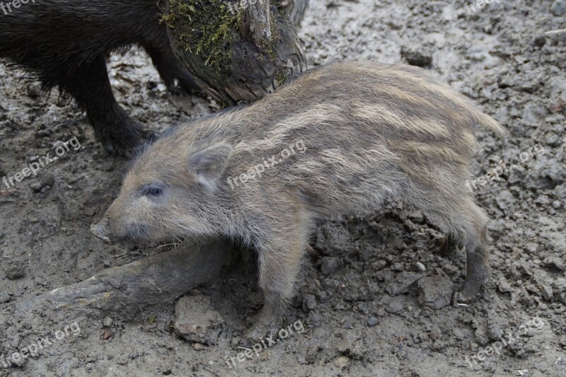 Launchy Boar Pig Young Child