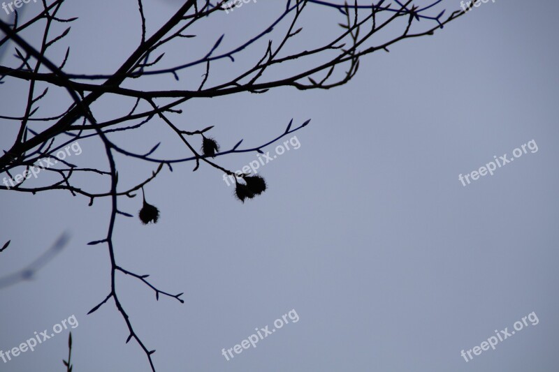 Beech Nuts Beech Silhouette Branches Sky