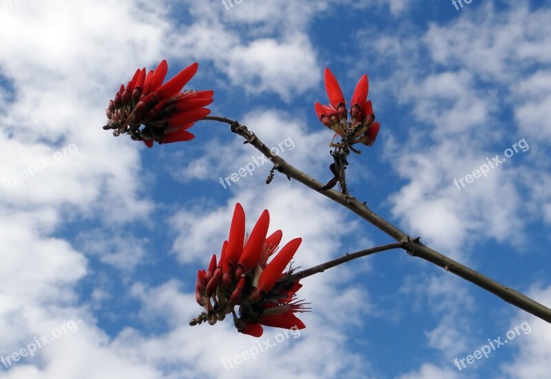 Erythrina Indica Scarlet Flower Coral Tree Sunshine Tree