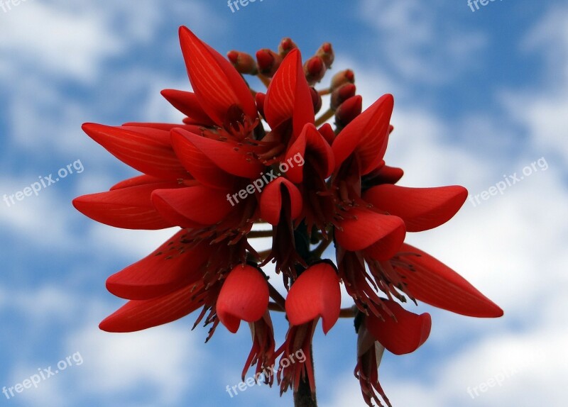 Erythrina Indica Scarlet Flower Coral Tree Sunshine Tree